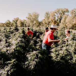 Carpe Diem team harvesting hemp from field