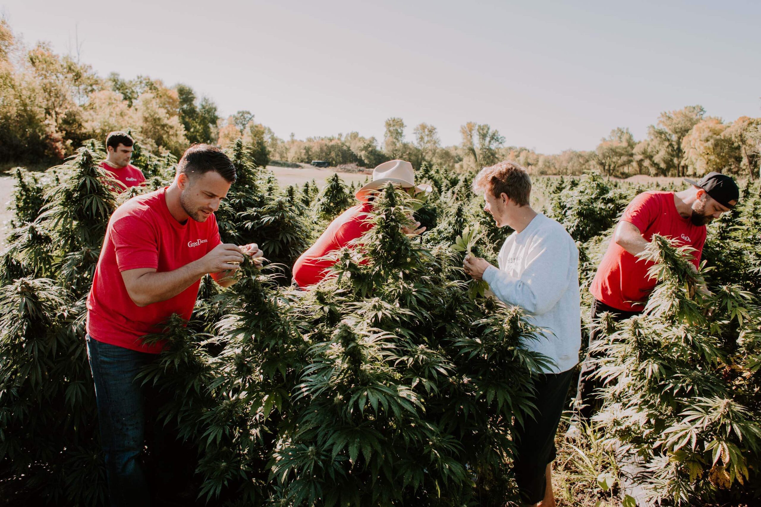 Carpe Diem team harvesting hemp in field