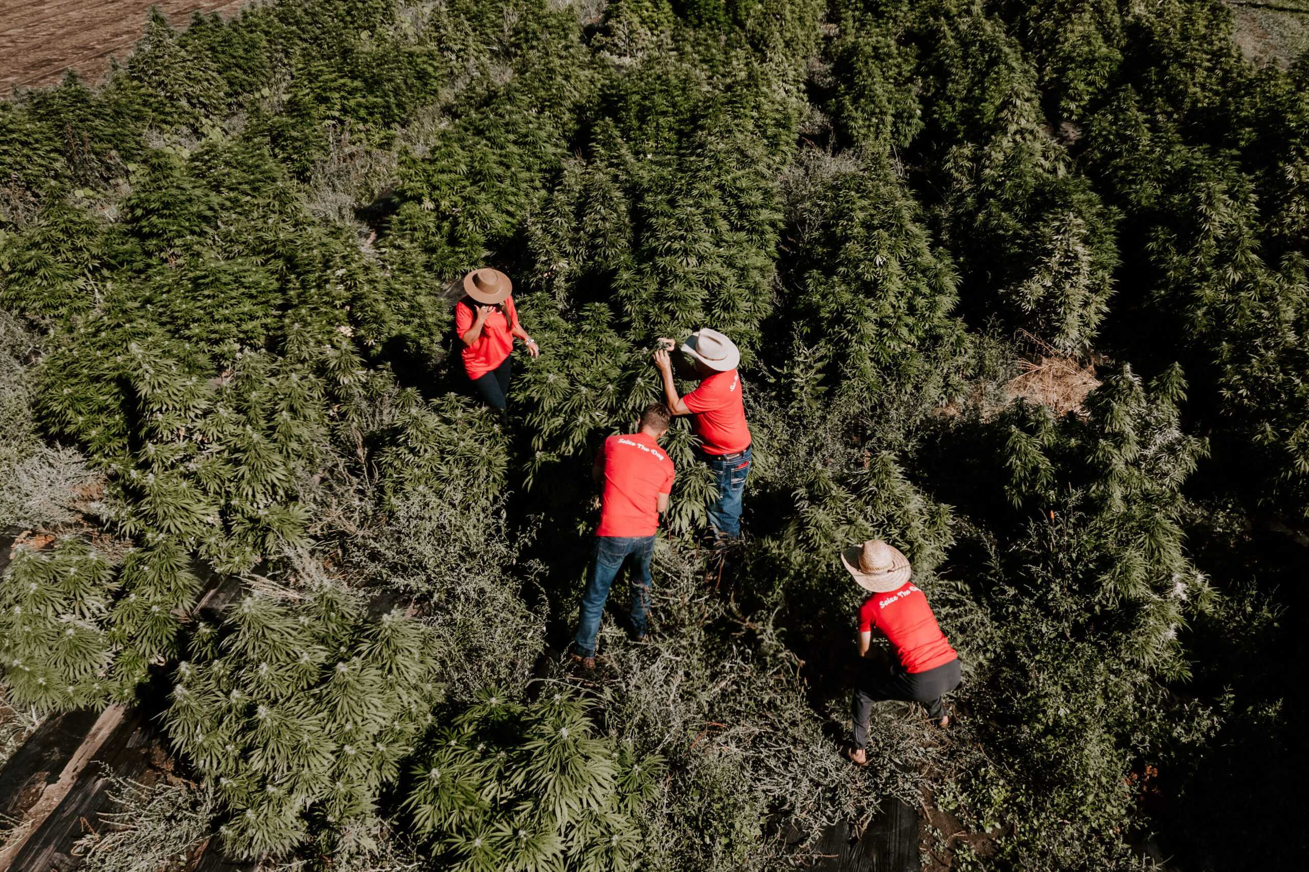 Carpe Diem team harvesting hemp