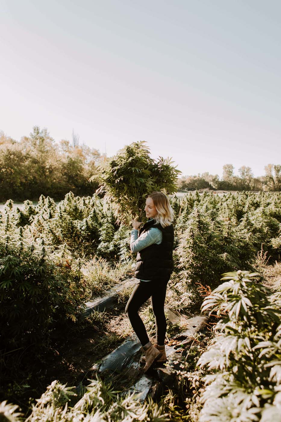 woman in black vest carrying hemp plants over her shoulder