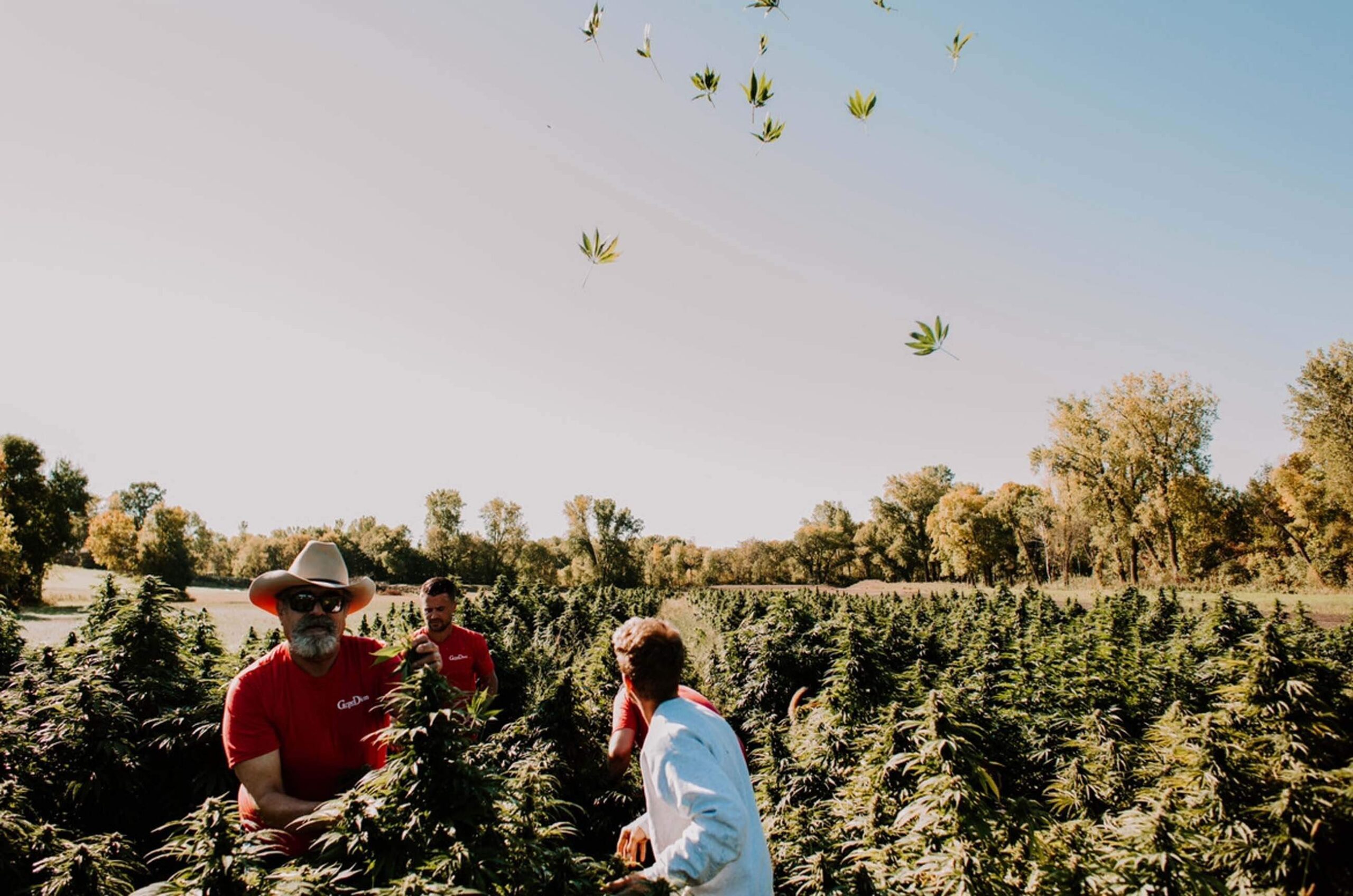 Celebrate National CBD Day with us. Explore the history of CBD wellness and discover why this day matters to the wellness community. Seize the moment.