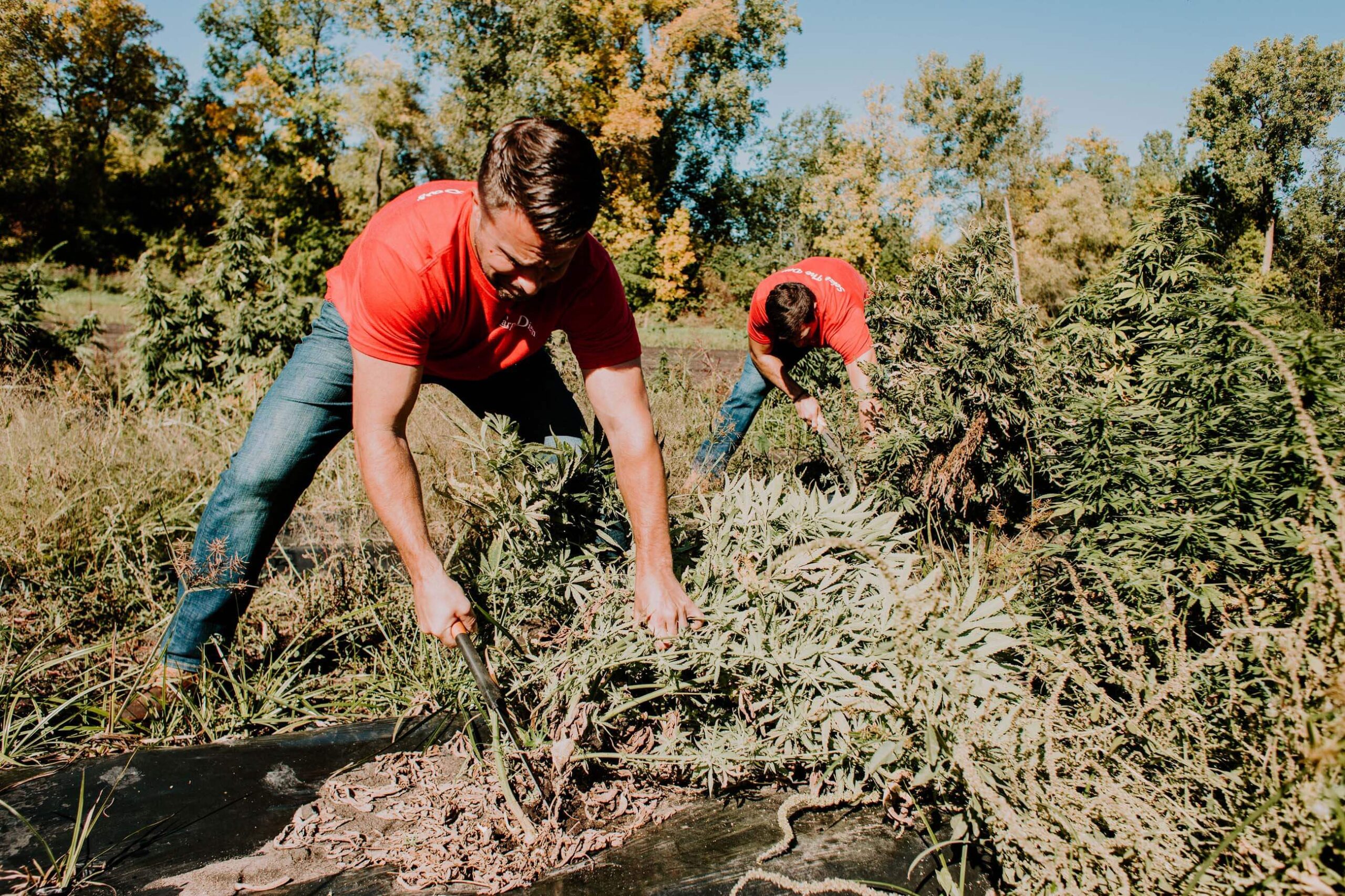 Carpe Diem team harvesting hemp in field